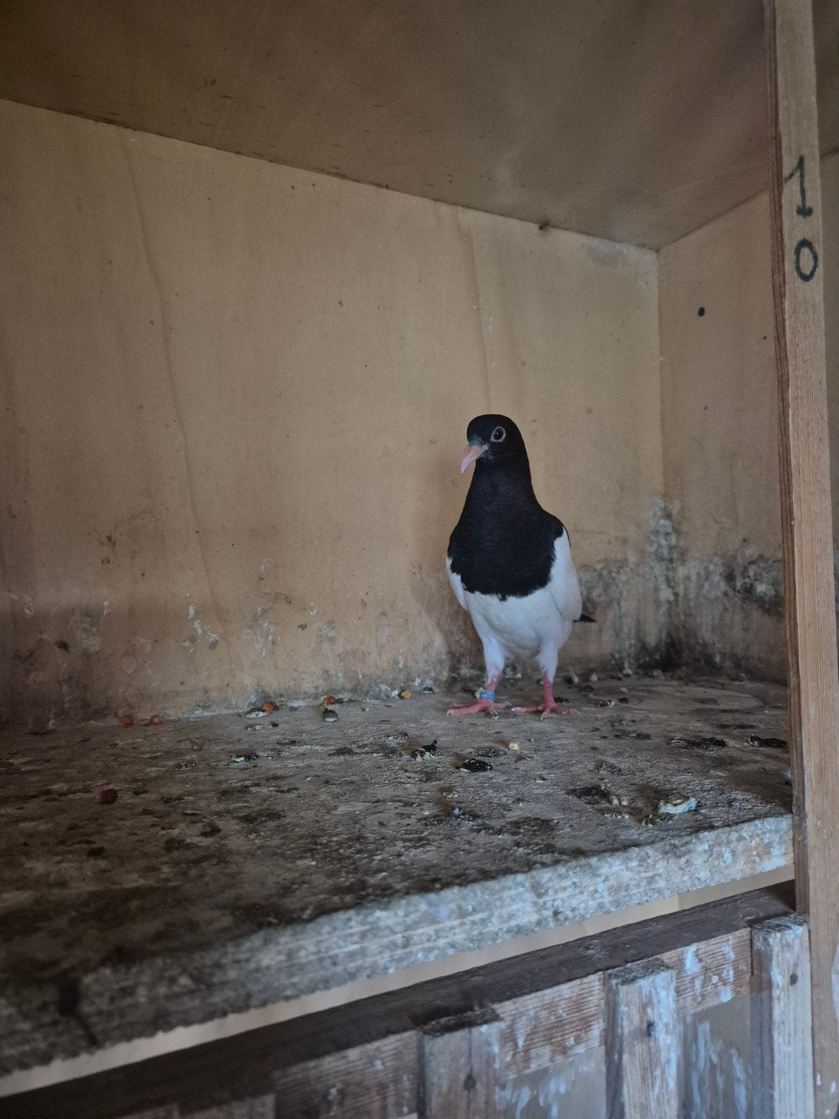 Jong koppeltje ekstertuimelaars 7.50 euro per stuk Jong kopp, Dieren en Toebehoren, Vogels | Duiven