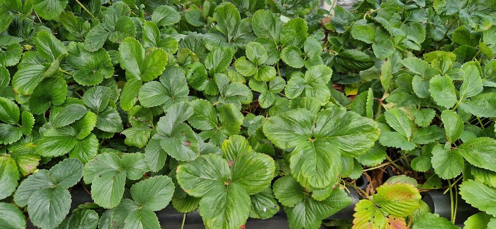 Aardbeiplanten in P9 pot, Ophalen, Volle zon, Vaste plant, Zomer