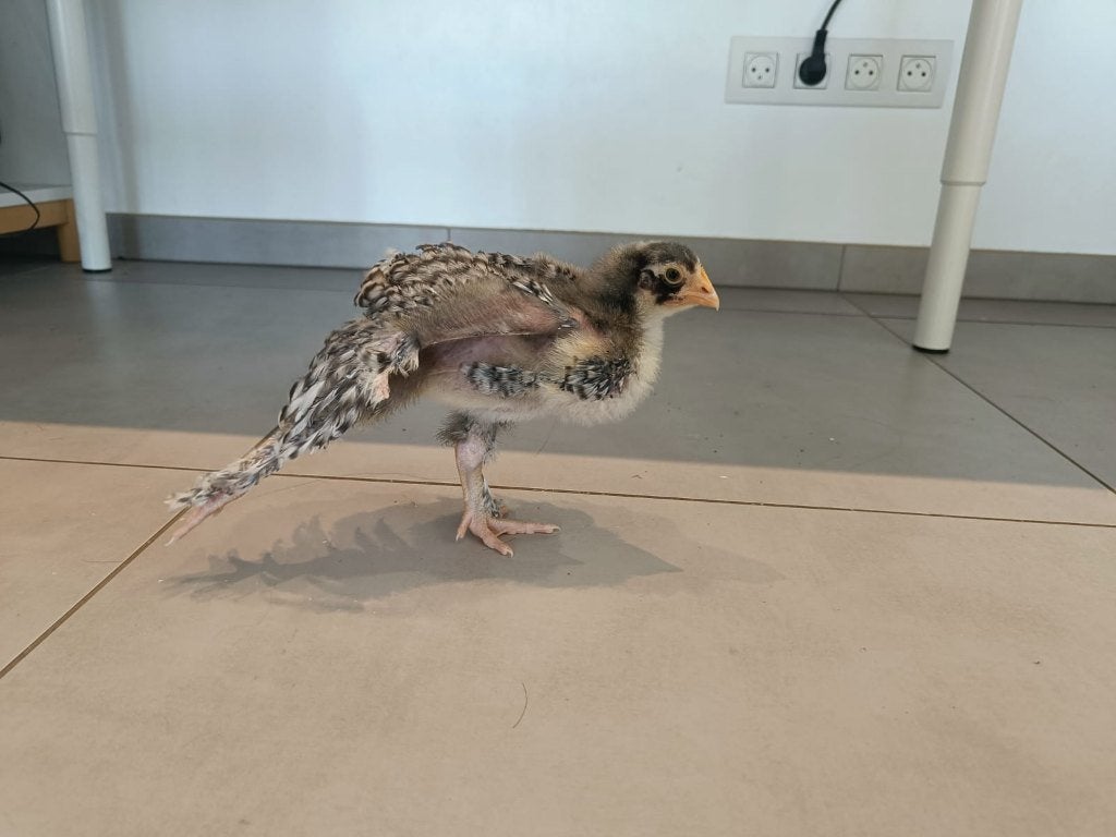Gratis: Rasecht Mechelse Koekoek kuiken (haantje) – 4 weken, Dieren en Toebehoren, Mannelijk, Kip