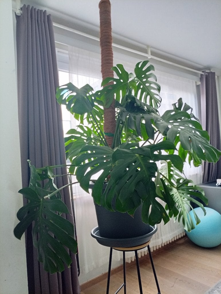 Monstera, Autres espèces, En pot, Plein soleil, Enlèvement