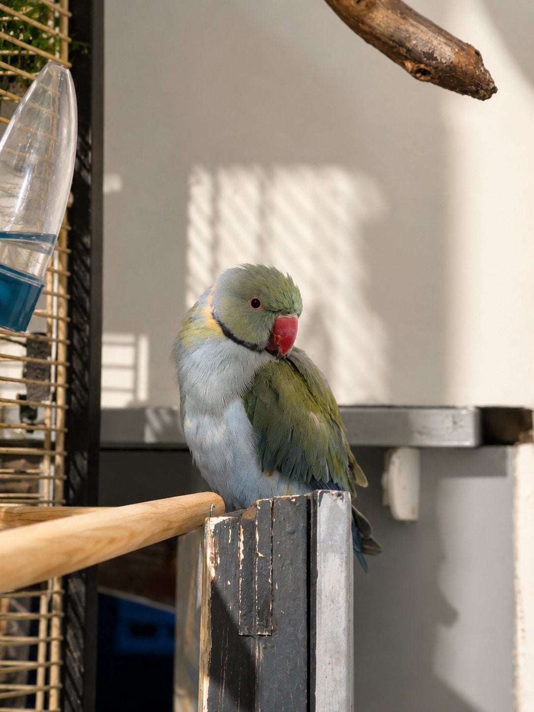 Vermist, Dieren en Toebehoren