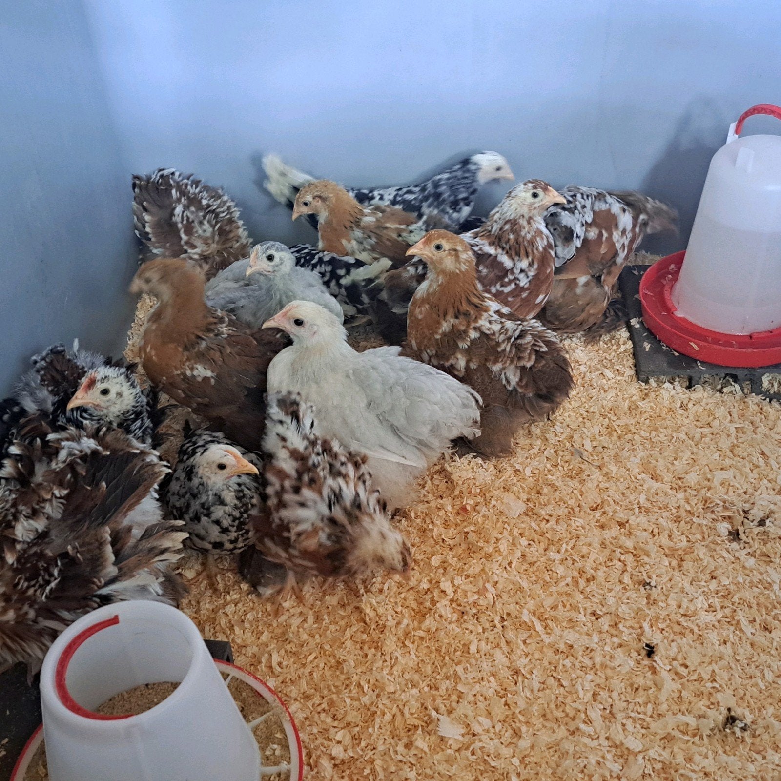 Jonge hennen: Cochin, Chabo & Legbar (6 weken) - 5 voor €80, Dieren en Toebehoren, Pluimvee