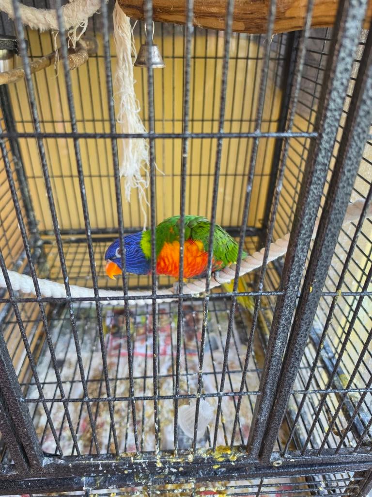 Handtamme lory, Dieren en Toebehoren, Geslacht onbekend, Papegaai, Tam