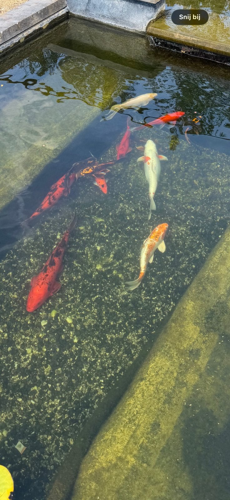 10 koi vissen, Karper of Koi