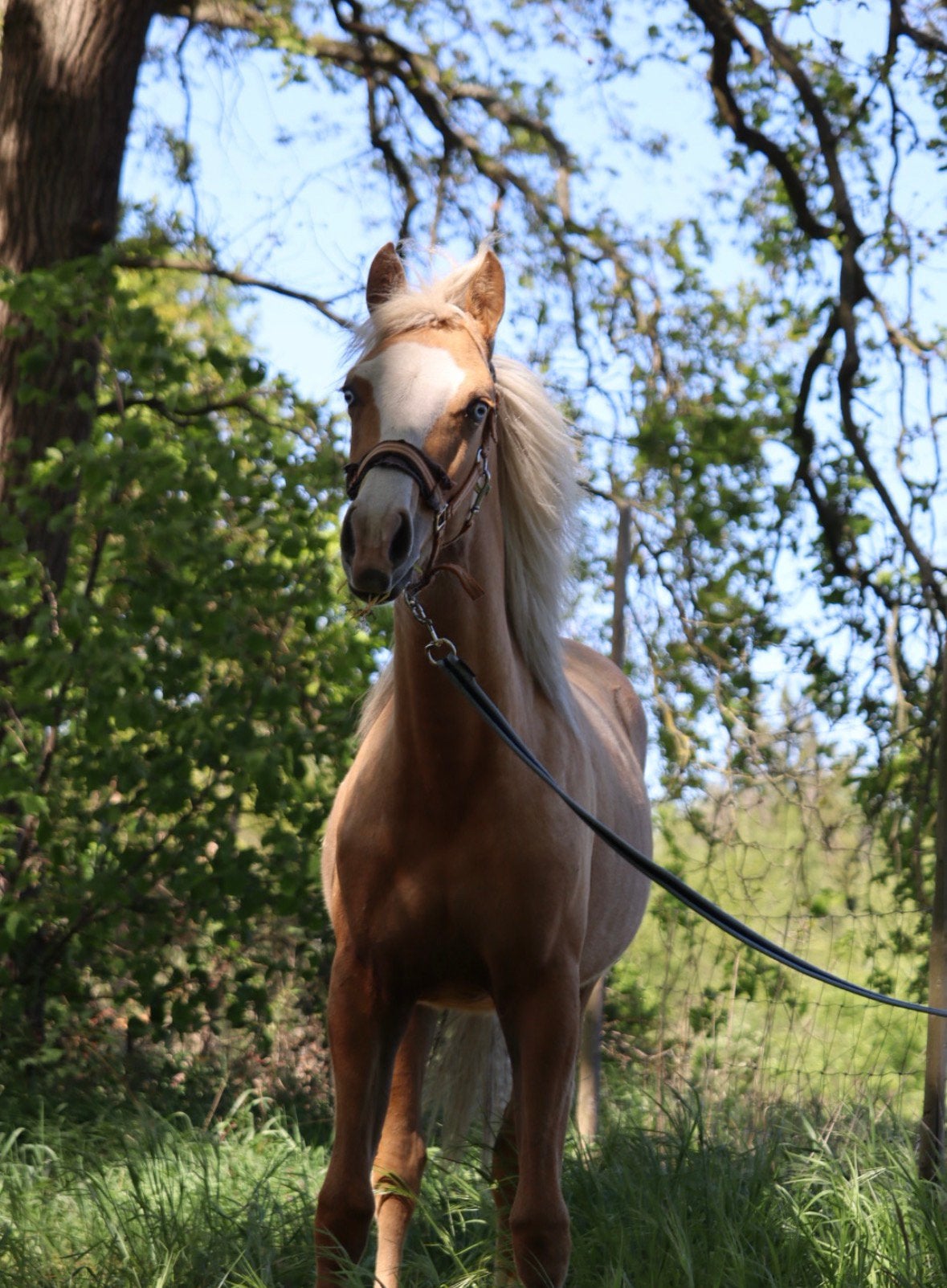 Twee paarden zoeken een nieuwe, liefdevolle thuis, Animaux & Accessoires, Jument, M