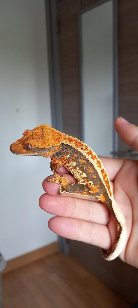 0.1 Oranje Tricolor Emptyback wimpergekko vrouw, Dieren en Toebehoren, Reptielen en Amfibieën, Hagedis, Tam, 0 tot 2 jaar