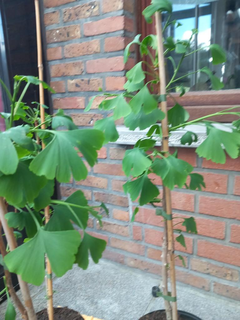 GINKGO BILOBA PLANTEN +/- 60+ CM, IN POT , 15€/stuk, Tuin en Terras, Ophalen of Verzenden, Lente, Vaste plant, Fruitplanten