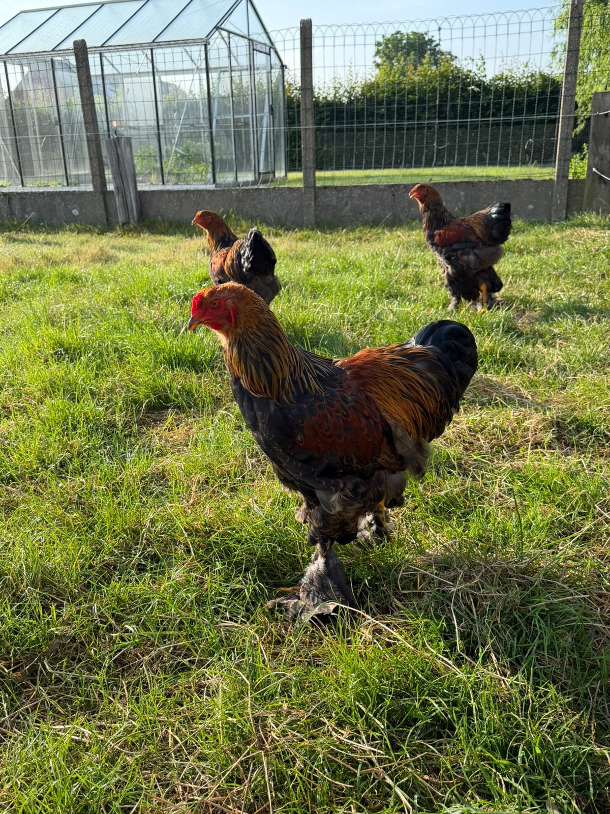 Brahma haan, Dieren en Toebehoren