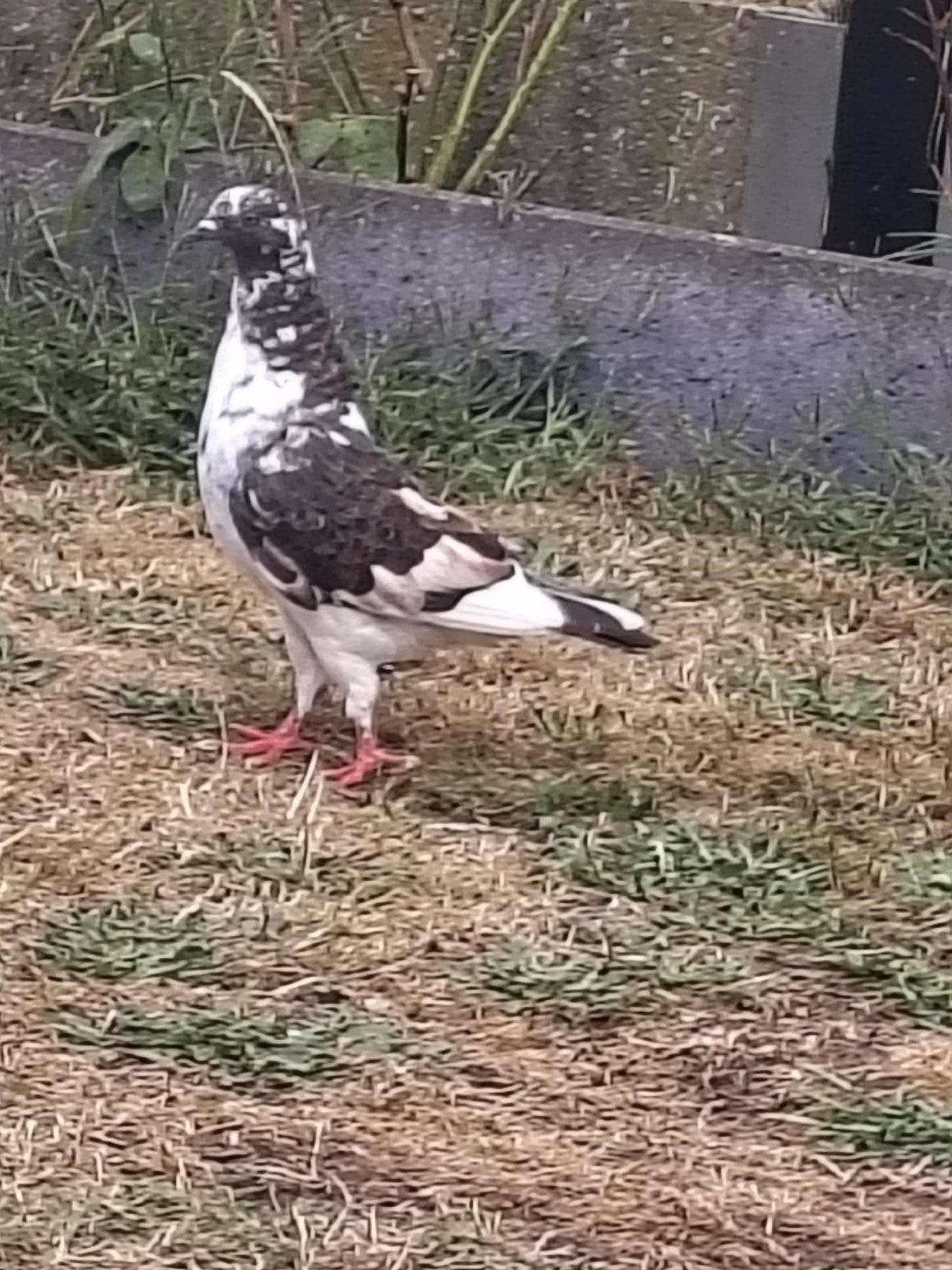 Pigeons à vendre ou à échanger