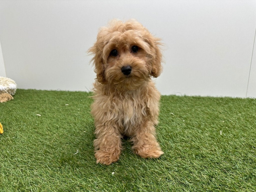 Chiots Maltipoo, 15 semaines à 1 an, Maladie de Carré (chiens), Petit, Éleveur | Professionnel