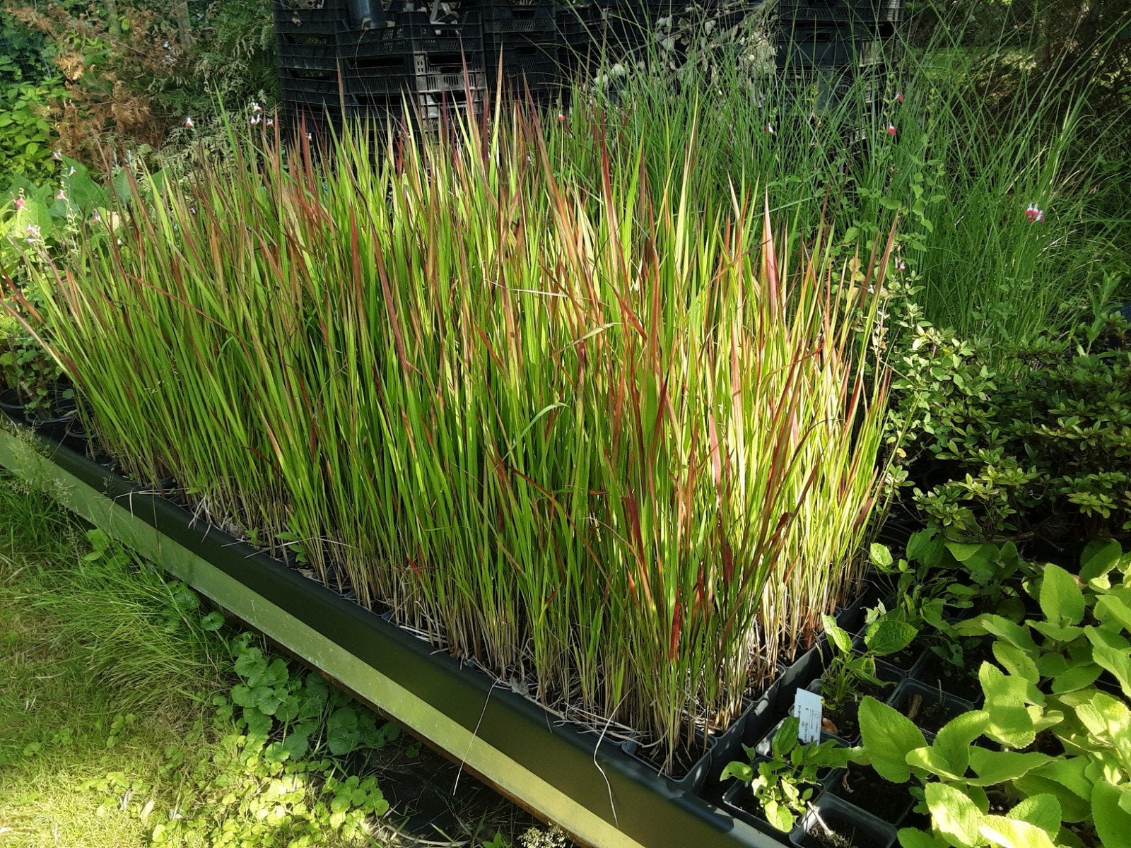 Imperata red baron (Japans bloedgras), Ophalen
