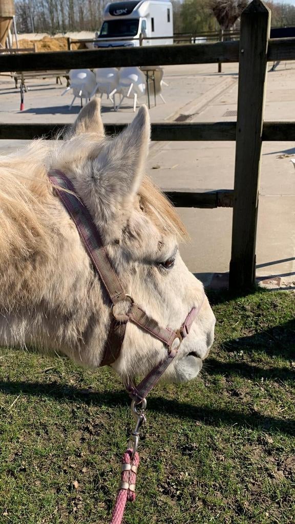 2 verzorgpaardjes gezocht BUURT GRIMBERGEN, Augustus, Meerdere dieren