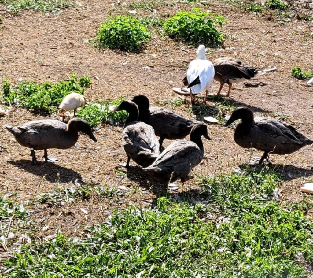 Blauwe eenden, Meerdere dieren, Eend