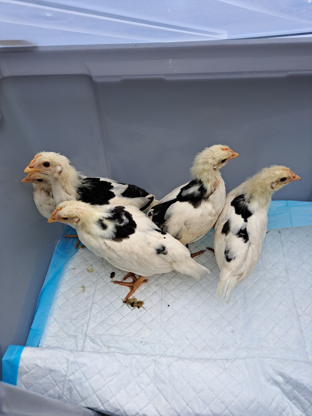 Kuikens bonte leghorn, Dieren en Toebehoren, Vogels | Overige Vogels