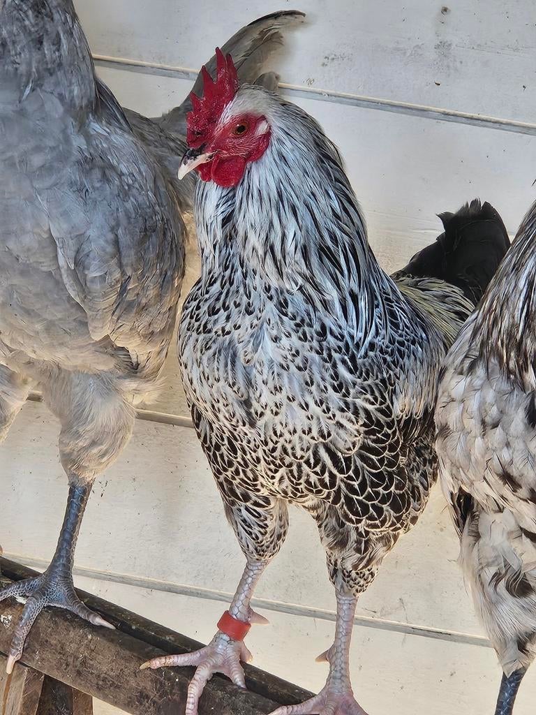 Sussex grijszilver haan kip (zeldzaam kleurtje), Dieren en Toebehoren, Kip