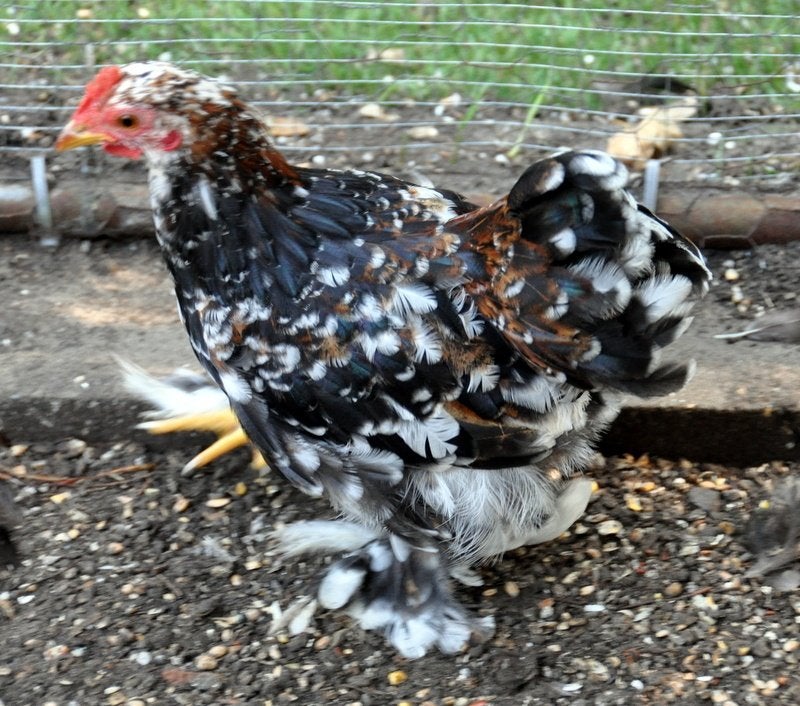 Cochin kriel haantjes, Dieren en Toebehoren, Mannelijk, Kip
