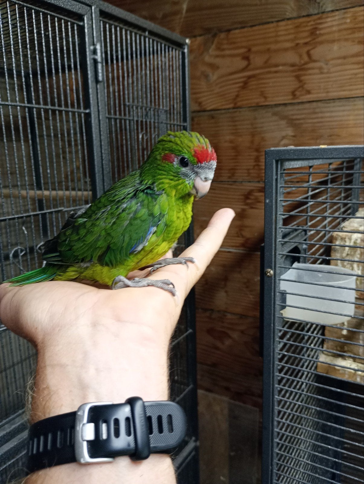 kakariki, Dieren en Toebehoren, Vogels | Parkieten en Papegaaien