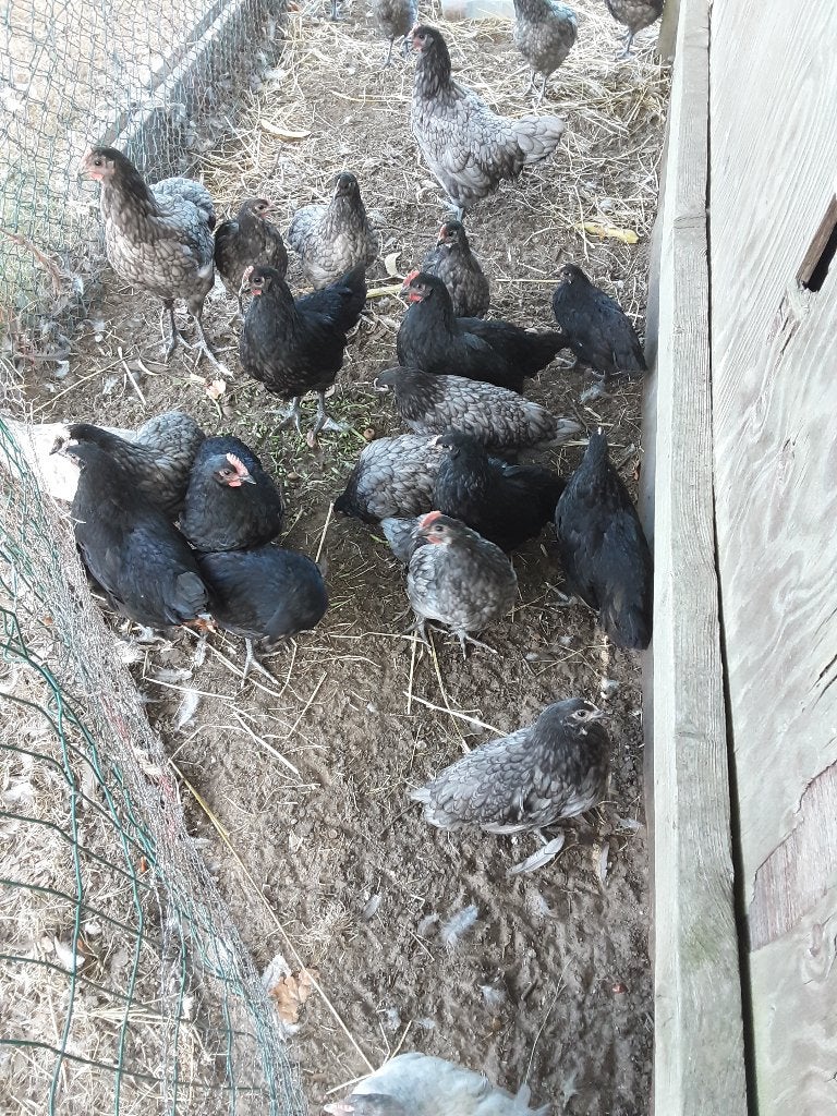 Australorp kippen, Dieren en Toebehoren