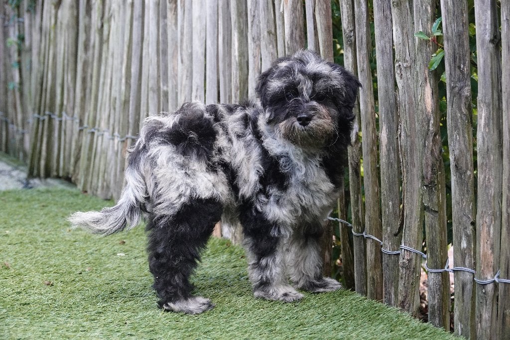 Magnifiques chiots Maltipoo (Bleu merle et noir), Maladie de Carré (chiens), Autres races, Plusieurs, Belgique