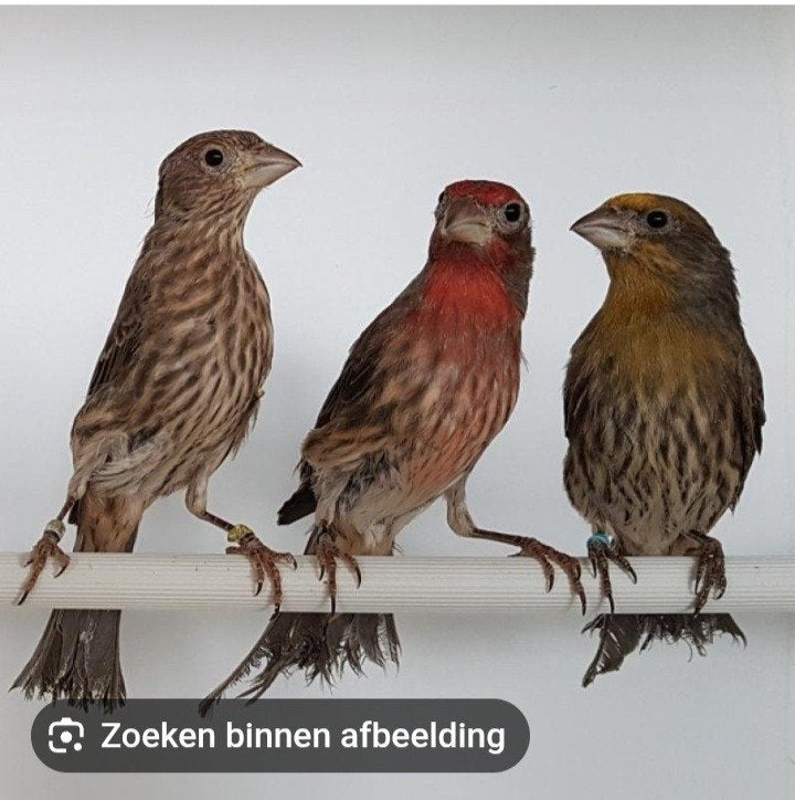 roodmussen, Dieren en Toebehoren