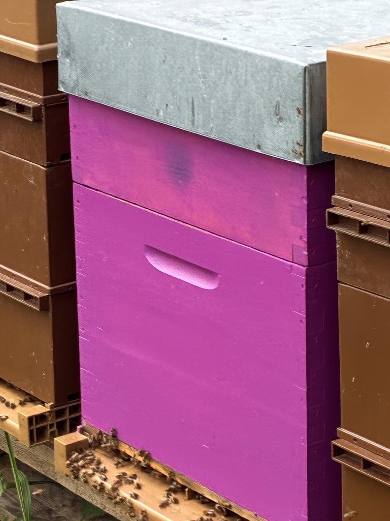 Colonie d'abeilles, Avril