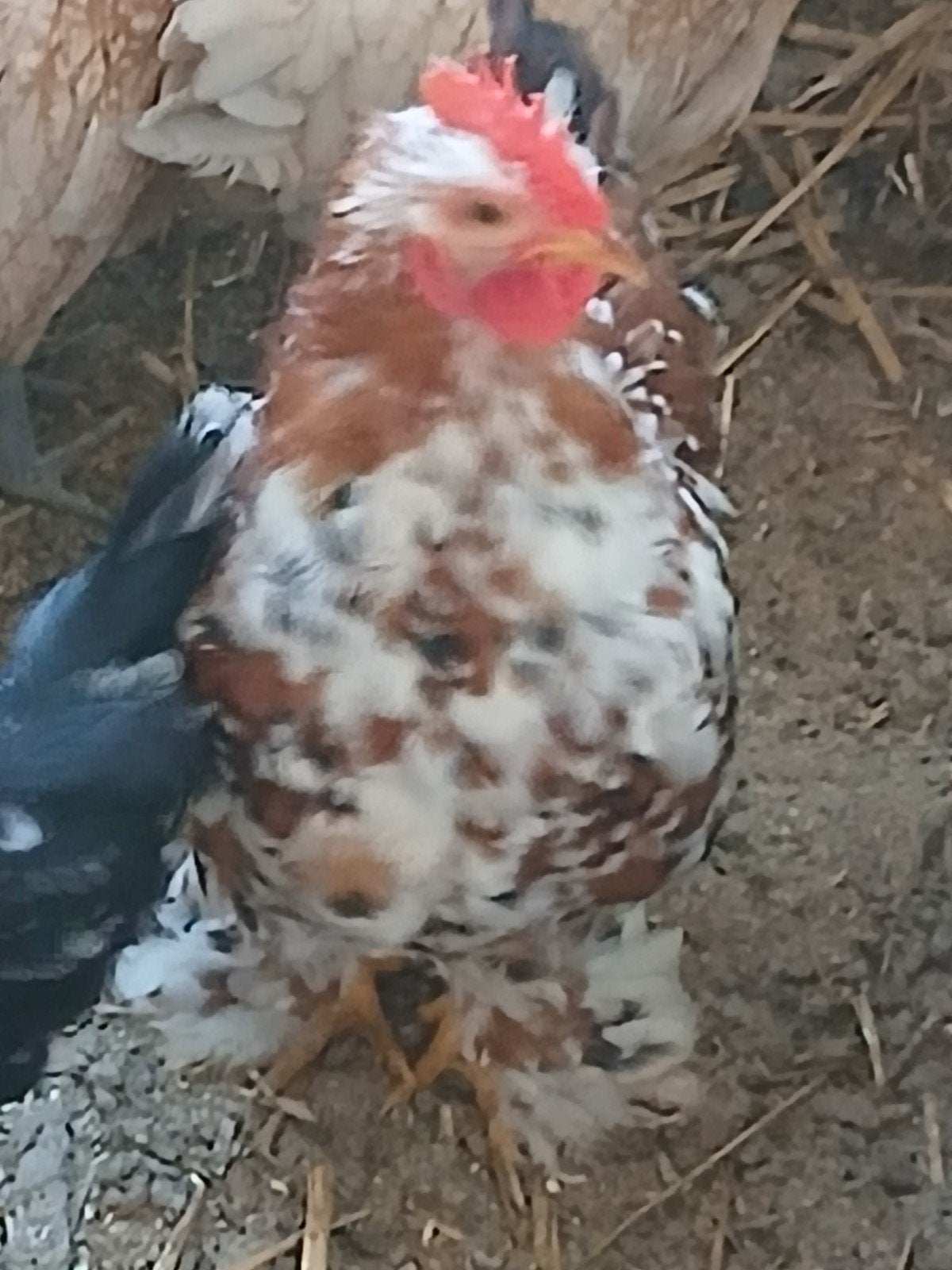 Cochin baby cock, Mâle, Poule ou poulet