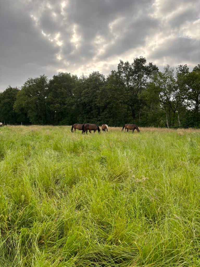 Stalling voor paarden en pony’s 24/7 buiten aangeboden!, Dieren en Toebehoren, Stalling en Weidegang, Weidegang, 1 paard of pony