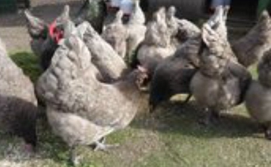 zeer mooie bleu de landes legkippen, Dieren en Toebehoren, Kip