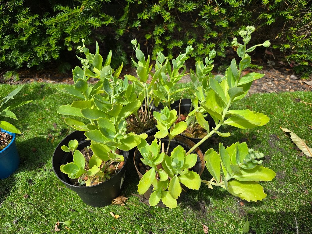 Lot van 4 sedum planten, Ophalen, Vaste plant, Overige soorten