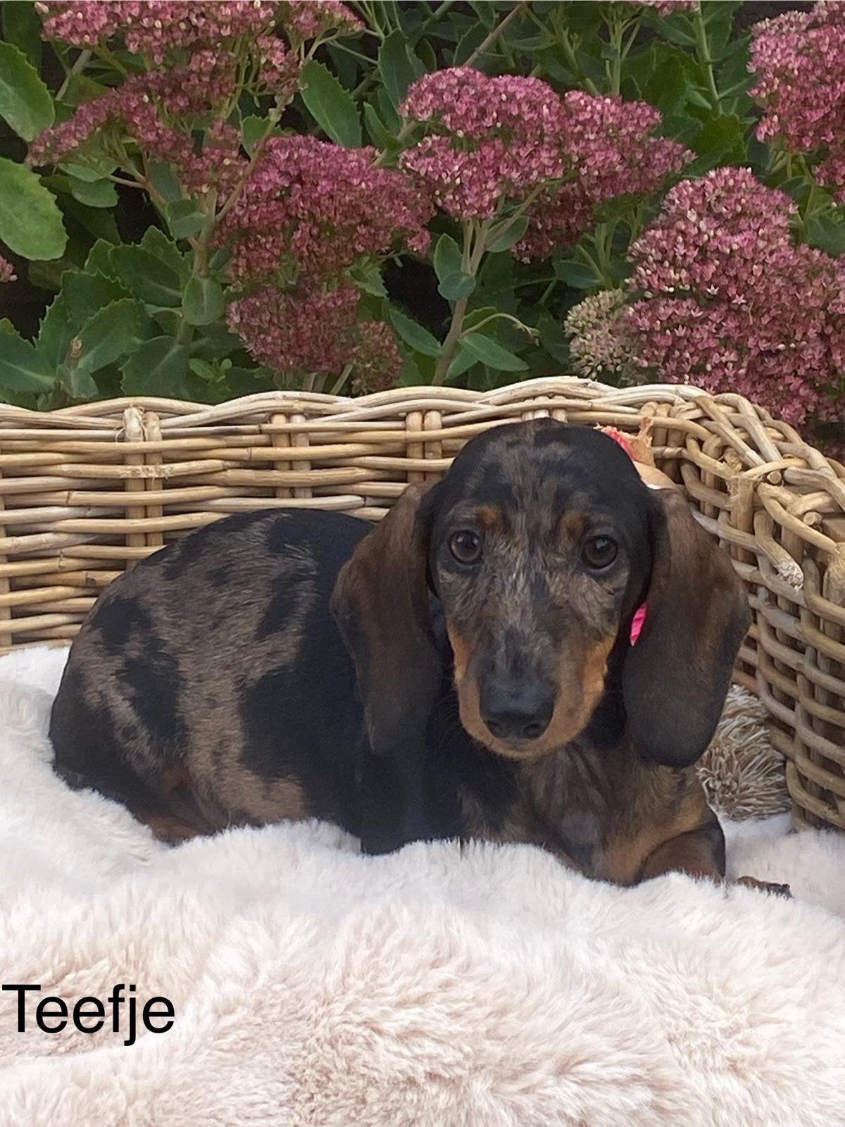 Kortharige dwergteckel pups, Dieren en Toebehoren, België, 15 weken tot 1 jaar, CDV (hondenziekte), Korthaar