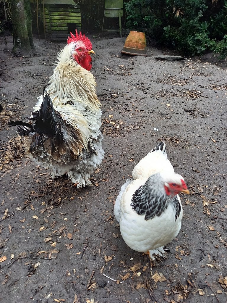 APARTE KRULVEERHAAN (groothoender), Meerdere dieren, Kip
