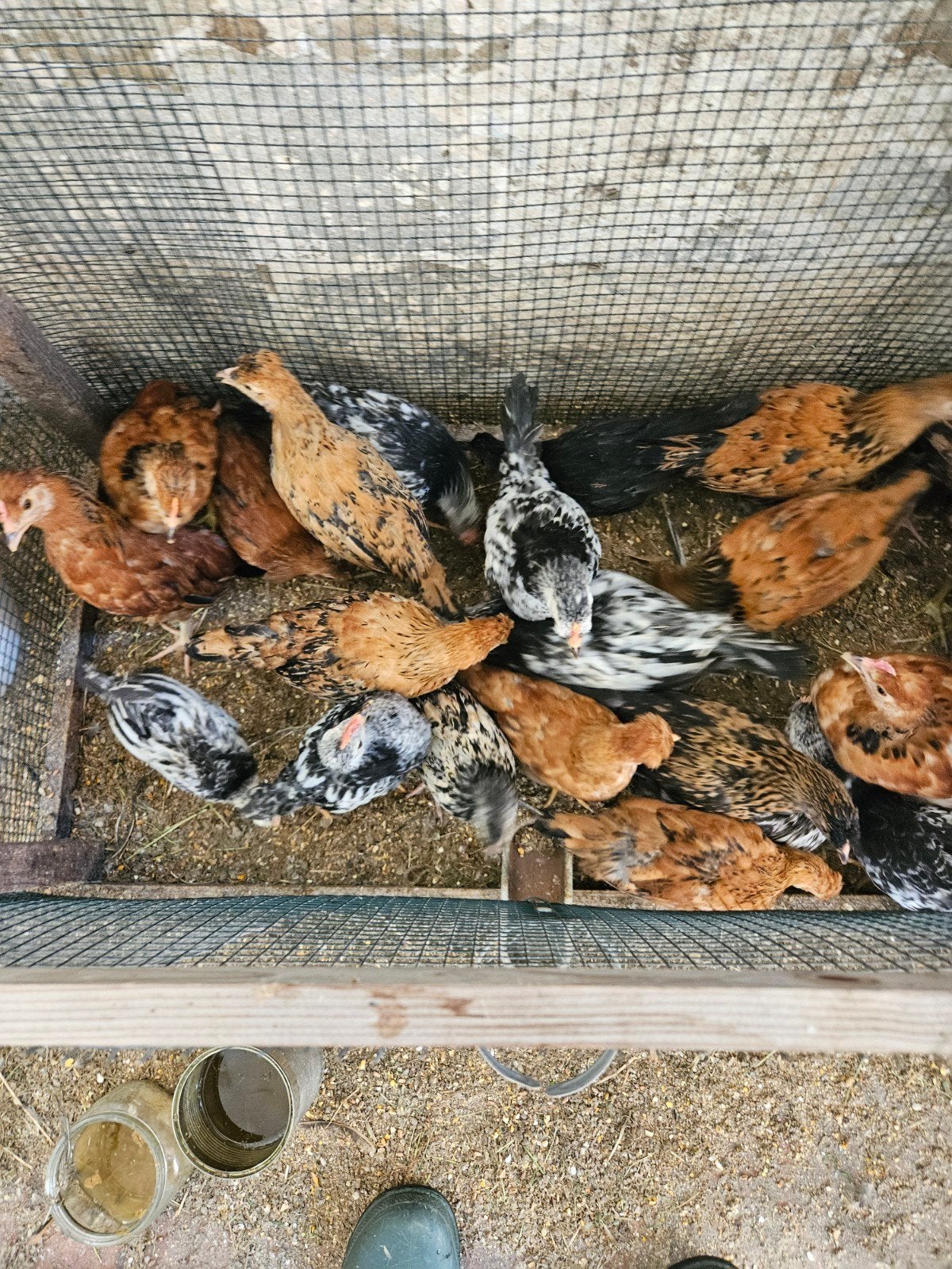 A vendre, Dieren en Toebehoren