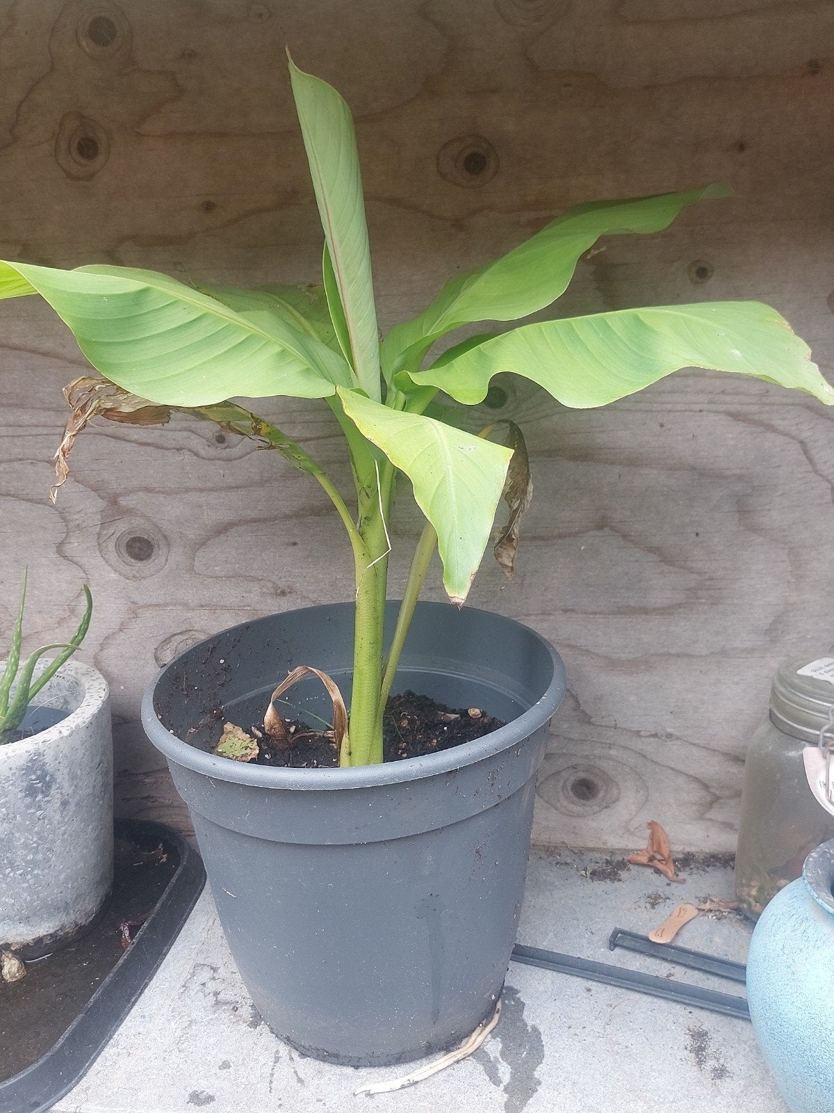 Bananenboom, Tuin en Terras, Planten | Tuinplanten, Ophalen