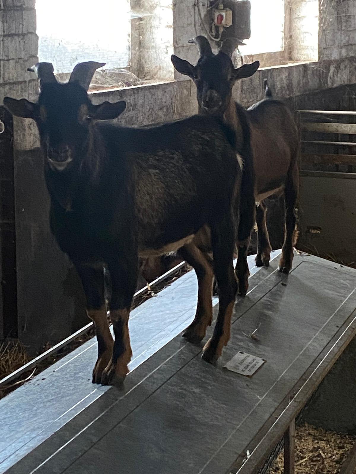Bokken 8 maanden, Dieren en Toebehoren, Schapen, Geiten en Varkens, Mannelijk, Geit, 0 tot 2 jaar