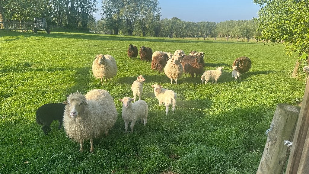 Skudde ooien, Femelle, Mouton