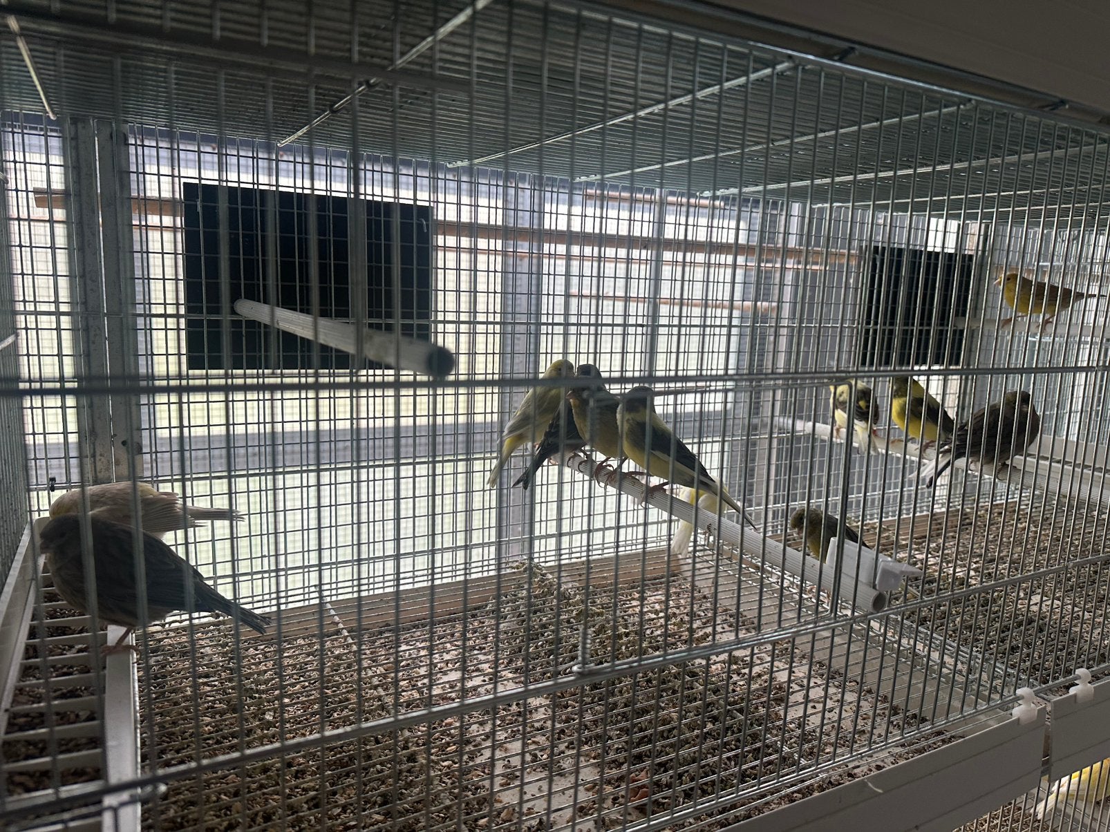 Kanaries, Dieren en Toebehoren, Meerdere dieren