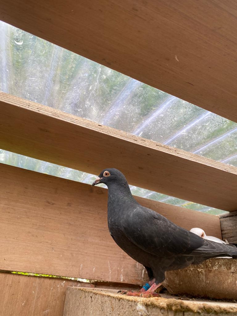 Zwart jong, Dieren en Toebehoren, Vogels | Duiven, Geslacht onbekend, Postduif
