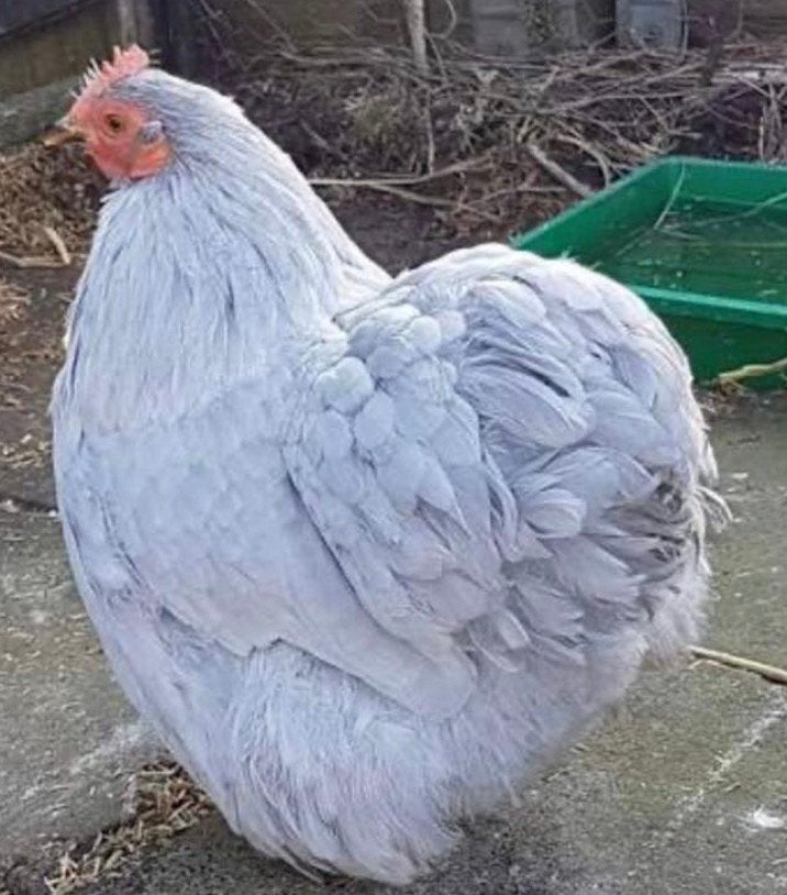 Cochin kriel parelgrijs Hen, Dieren en Toebehoren, Pluimvee
