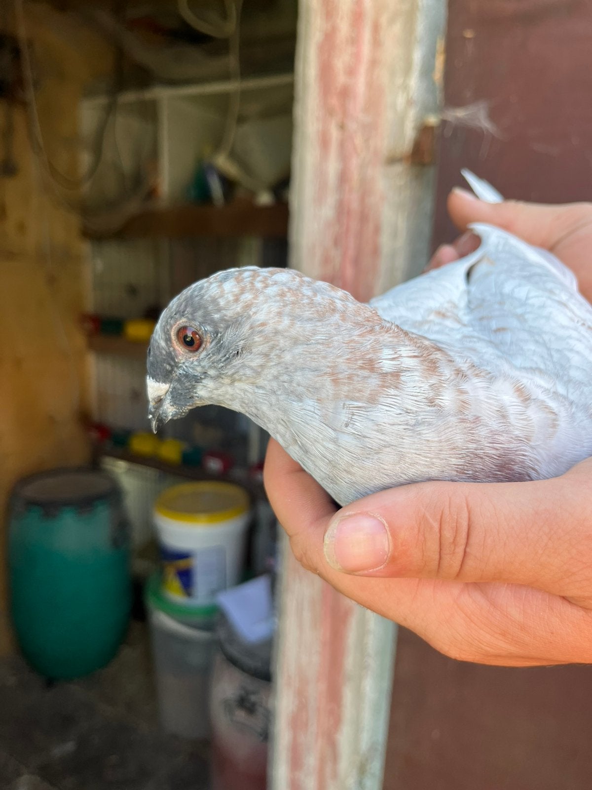 Sierduif - Belgische TT-reisduif, Animaux & Accessoires, Oiseaux | Pigeons, Mâle, Autres espèces