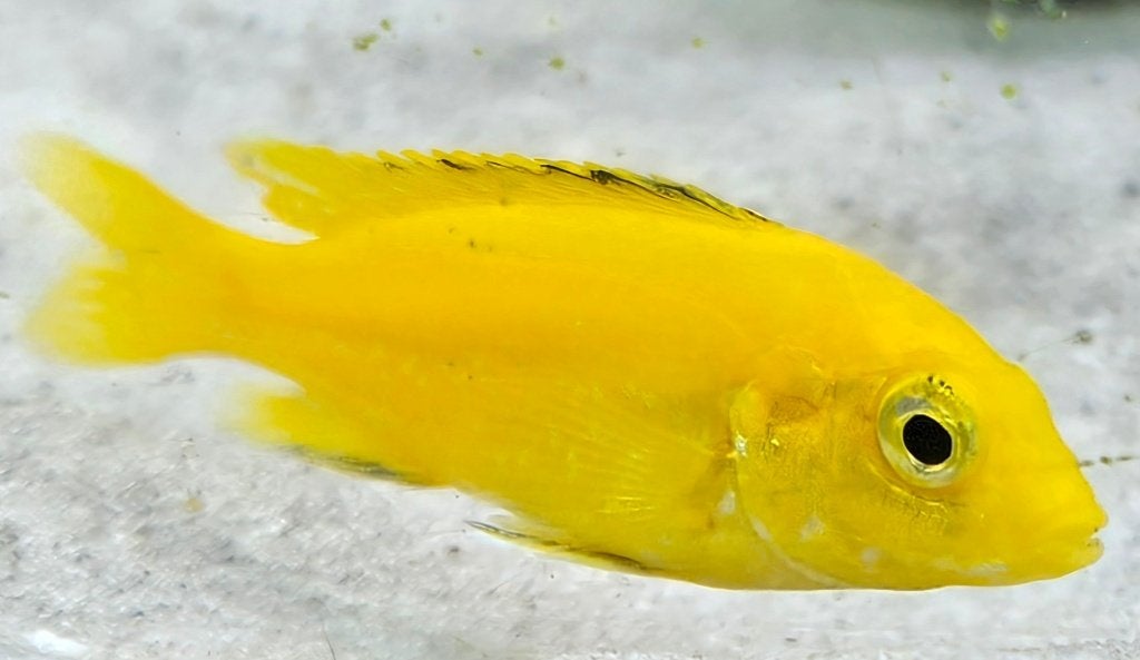 Cichlidés jaunes du Malawi Labidochromis caeruleus, Poisson, Poisson d'eau douce