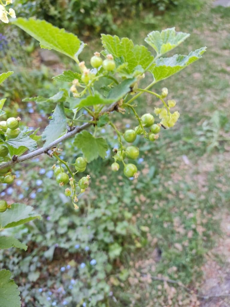 Aalbes wit, Tuin en Terras, Ophalen