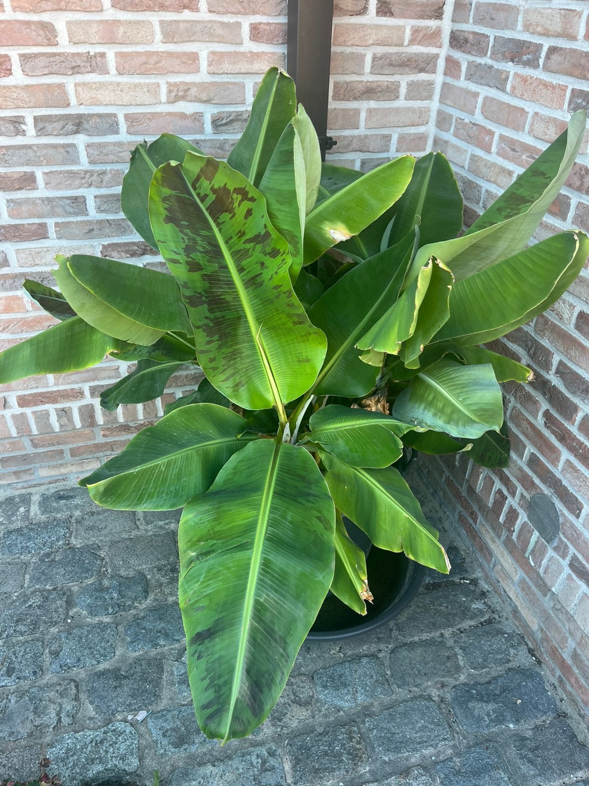 Bananeplant: musa dwarf cavendish, Enlèvement