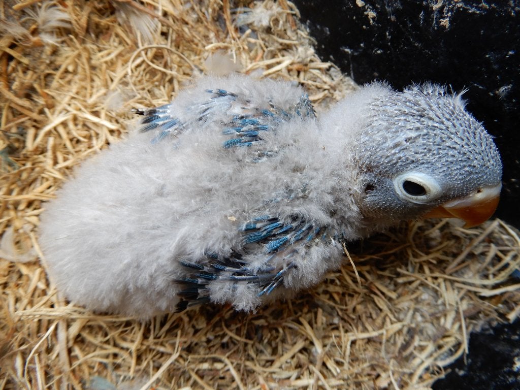 Dwergpapegaaitjes (Agapornis Personata) voor handopfok, Geringd
