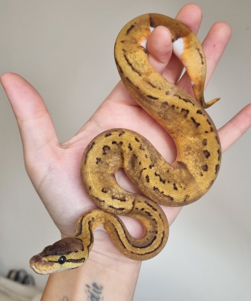 0.1 enchi pinstripe piebald koningspython Ball Python photo 2