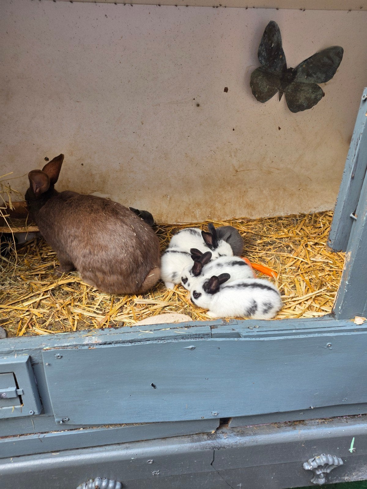 Nest van 5 jonge konijnen vlinders, Dieren en Toebehoren, Pluimvee
