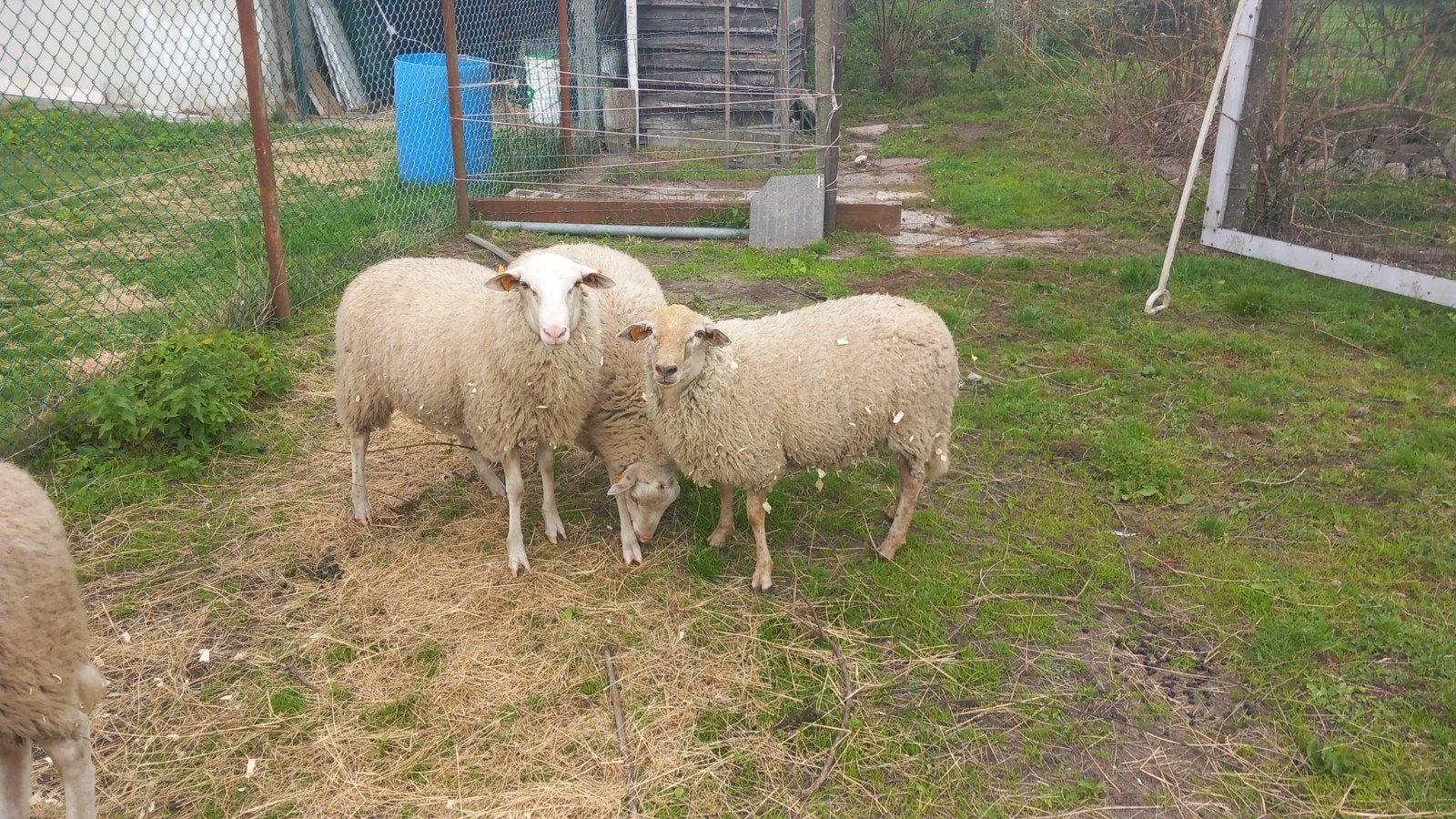4kempense heide Ram schapen.  Ong6februarie2026., Schaap
