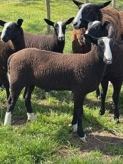 ramlammeren zwartbles, Mâle, Mouton, 0 à 2 ans