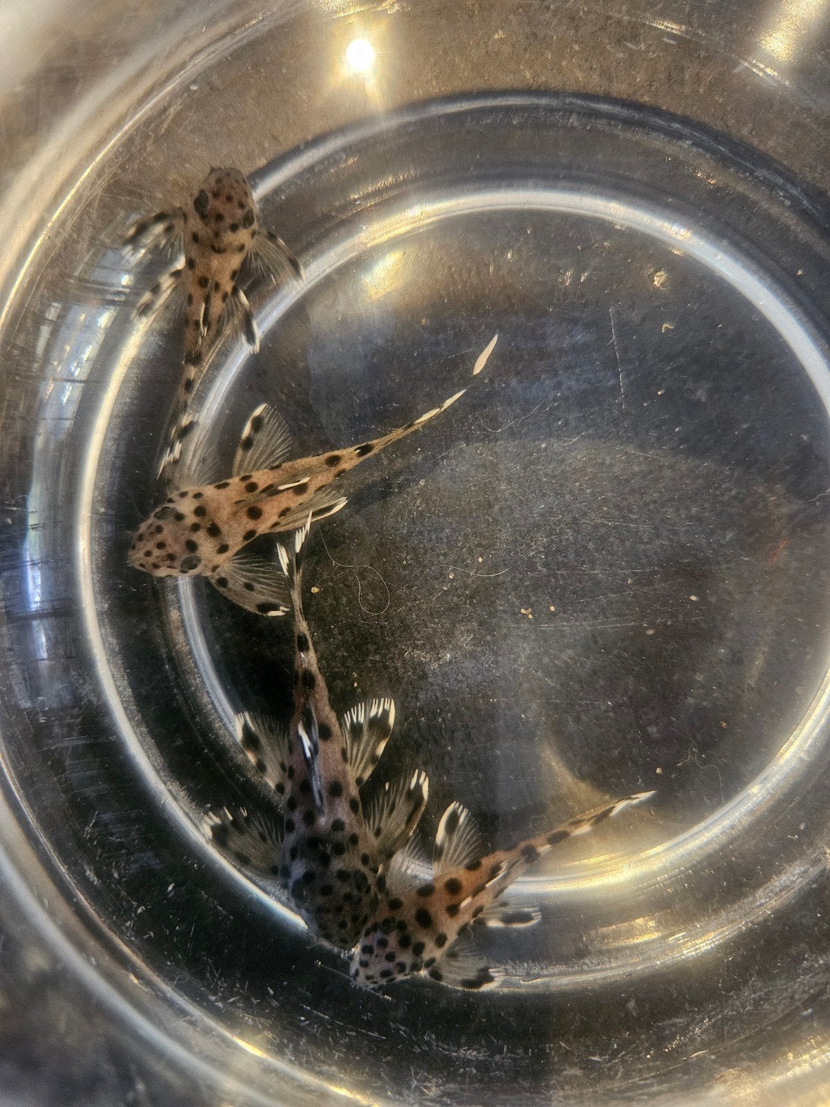 L nummers 136 en en l 264 6 stuks in totaal, Dieren en Toebehoren, Insecten en Spinnen