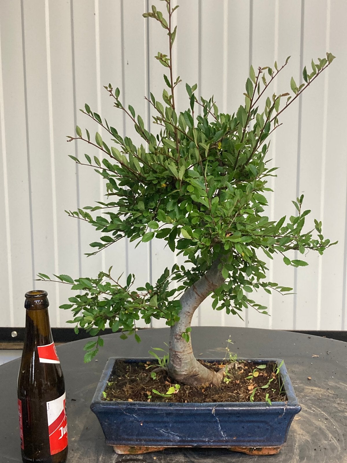 Orme bonsaï,, Jardin & Terrasse, Enlèvement