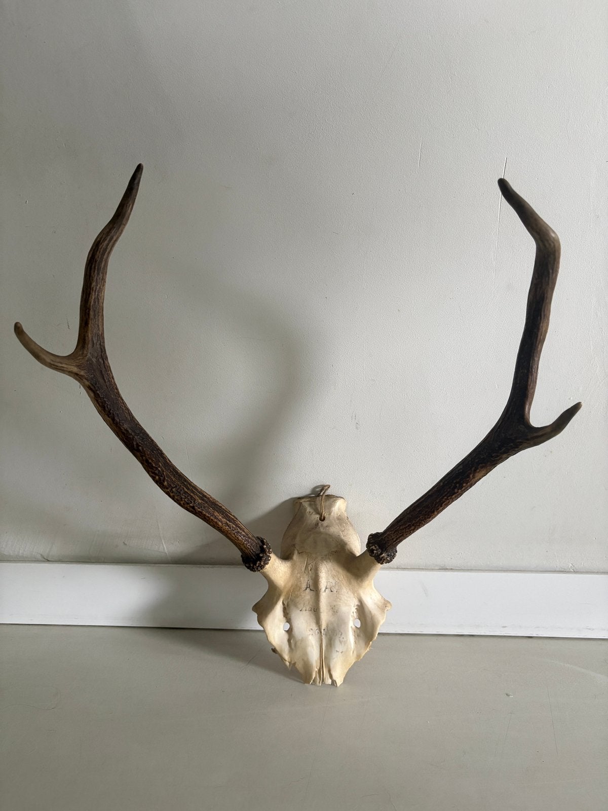 Bois de cerf authentiques sur un crâne, Collections, Enlèvement, Utilisé, Crâne
